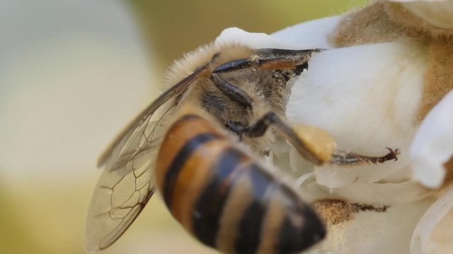 Macro shot of a bee collecting pollen and storing it in it's saddlebags on the hind legs.