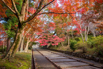 Bishamondomonzeki in Kyoto. Autumnal leaves are spread over the stone steps leading to Chokushimon, and its beauty is a famous tourist attraction.