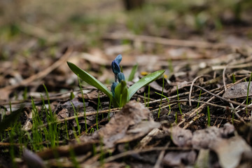 Spring, a small blue snowdrop flower grows in the garden, in dry grass.