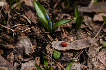 Spring, a red ladybug sits in the dry grass.