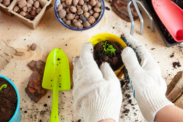 Woman holding a pot with a sprout in her hands. Gardening concept