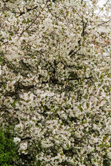 Spring, big tree cherry all in bloom