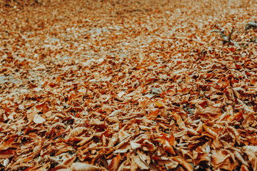 Red and orange autumn leaves background. On the street. The colorful image of fallen autumn leaves is perfect for seasonal use. Space for text.