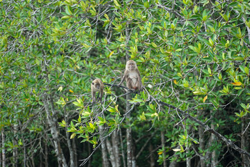 Selective focus on monkeys sit on the branches of mangrove trees with blurred jungle in background