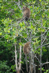 Selective focus on monkeys sit on the branches of mangrove trees with blurred jungle in background