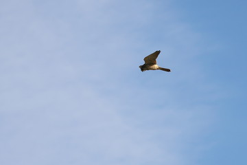 Common kestrel (Falco tinnunculus) hunting in the wilds. Bird of prey flying in natural habitat.