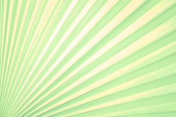 Blured Natural green background.  Blured Green nature background using as a background and wallpaper.