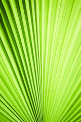 Obraz premium Closeup of green leaf in garden.