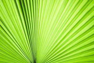 Fototapeta premium Closeup of green leaf in garden.