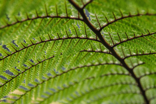 New Zealand punga (tree fern)