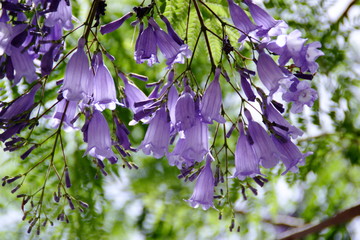 Jacaranda purple flowers in the garden