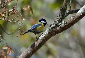 Green-backed Tit bird (Parus monticolus)