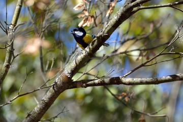 Green-backed Tit bird (Parus monticolus)