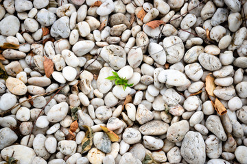 Scattering of white sea stones with green shoots in between. Relaxing pebbles background for nature pattern concept.