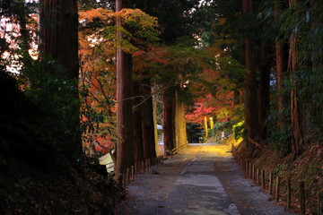 Fototapeta premium 世界遺産 紅葉の中尊寺