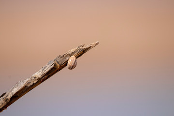 snake on a background