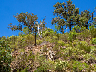 Rugged Hillside