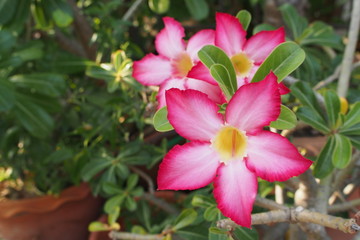 Desert rose, Mock Azalea, Pinkbignonia, Impala lily in Thailand  ชวนชม ดอกบาน