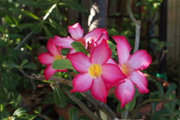 Desert rose, Mock Azalea, Pinkbignonia, Impala lily in Thailand  ชวนชม ดอกบาน