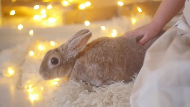 rabbit hand girls christmas new year