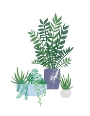 Zamioculcas and succulents in pots flat vector illustration. Exotic houseplants, domestic greenery. Tropical home flowers, beautiful plants in clay flowerpots isolated on white background.