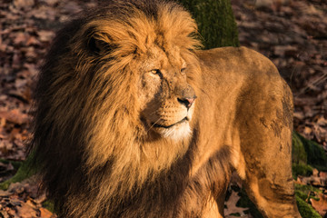 Obraz premium African lion majestic looking in beautiful golden sunlight