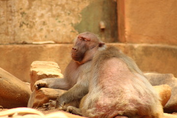 Two monkeys in the zoo