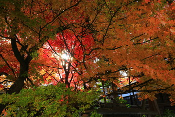 紅葉の南昌荘