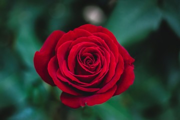 Fototapeta na wymiar red rose on black background