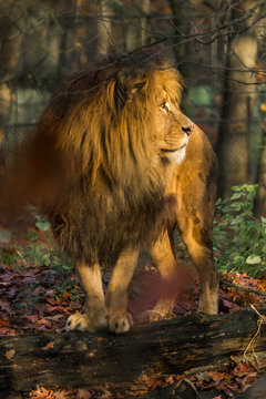 Lion majestic standing and looking to the right, beautiful colorful fall season photo in an animal park.