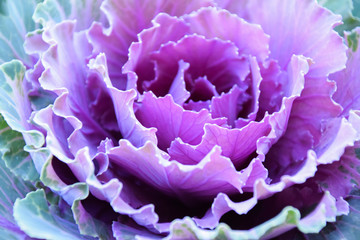purple cabbage plant decoration background