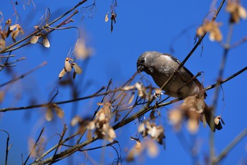 Brown finch (Pyrrhula nipalensis) at Wuling Farm in Taiwan