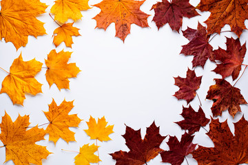 Yellow-orange and red maple fallen leaves in a circle on a white background with space for text.