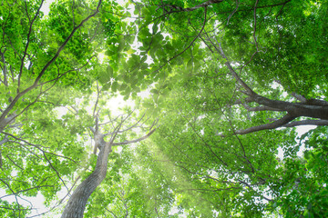 新緑ともこれ日