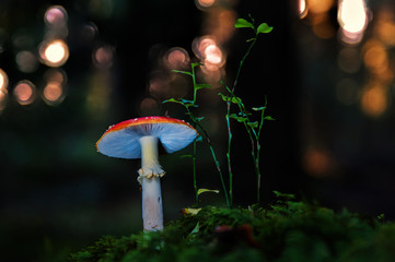 Mushroom in the forest on a morning