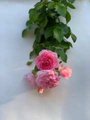 rose on the wall