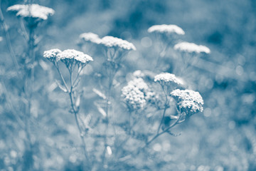 Yarrow with white flowers grow in the blue garden, blurred unfocused photo.