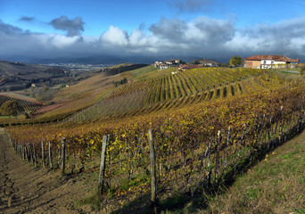 Fototapeta na wymiar View of autumnal vineyards on the hills of Langhe region in Piedmont, Northern Italy