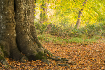 A tree trunk surrounded with bright vibrant leaves that have fallen from its branches during the autumn months