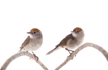 two female (Sylvia atricapilla) Eurasian Blackcap isolated on a white background