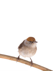 female (Sylvia atricapilla) Eurasian Blackcap isolated on a white background