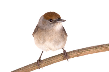 female (Sylvia atricapilla) Eurasian Blackcap isolated on a white background