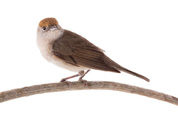 female (Sylvia atricapilla) Eurasian Blackcap isolated on a white background