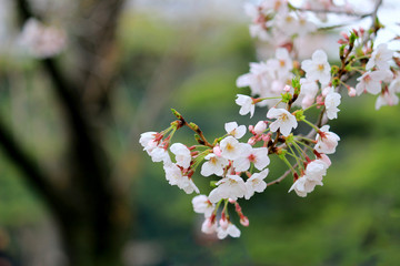 Cherry blossoms blooming in spring in Japan