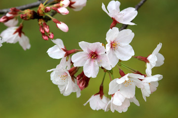 Cherry blossoms blooming in spring in Japan