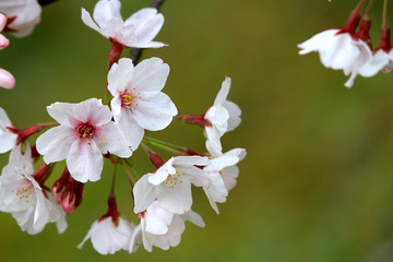 Cherry blossoms blooming in spring in Japan