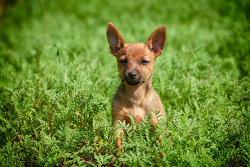 small charming dog sitting in the grass