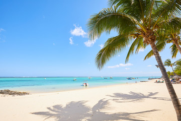 Fototapeta na wymiar white sand and palm on the beach of Mauritius