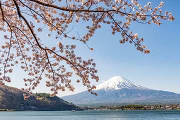 Fuji Mountain and Pink Sakura Tree at Kawaguchiko Lake, Japan