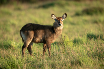 Female Defassa waterbuck standing in tall grass